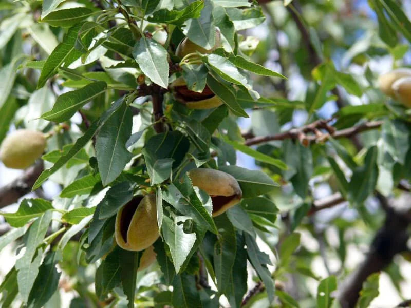 to Live Vegan Pistachios — Non-GMO, Pounds Organic by — 25 and Food Salted, Roasted