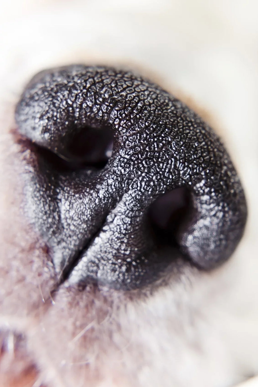 Lens Close-Up High (Macro) 43-52mm) 10x /Stepping 2 w Canon (52mm Definition HF Ring Element VIXIA R800